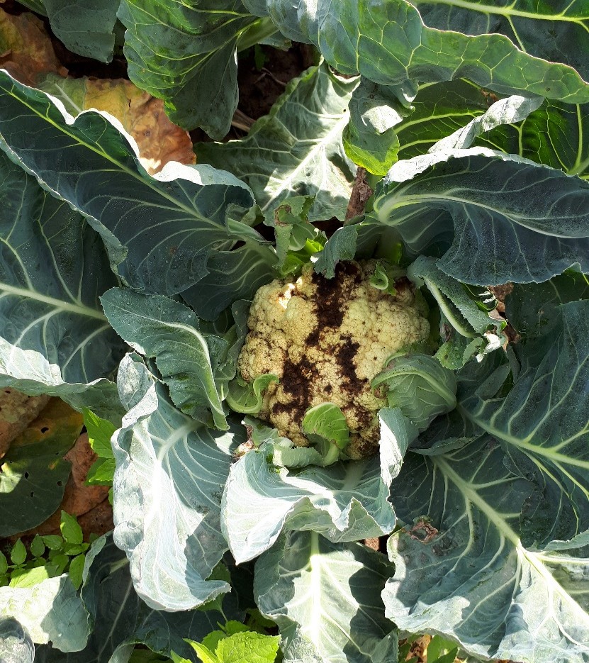 Presja chorób i szkodników w uprawie warzyw – podsumowanie sezonu.